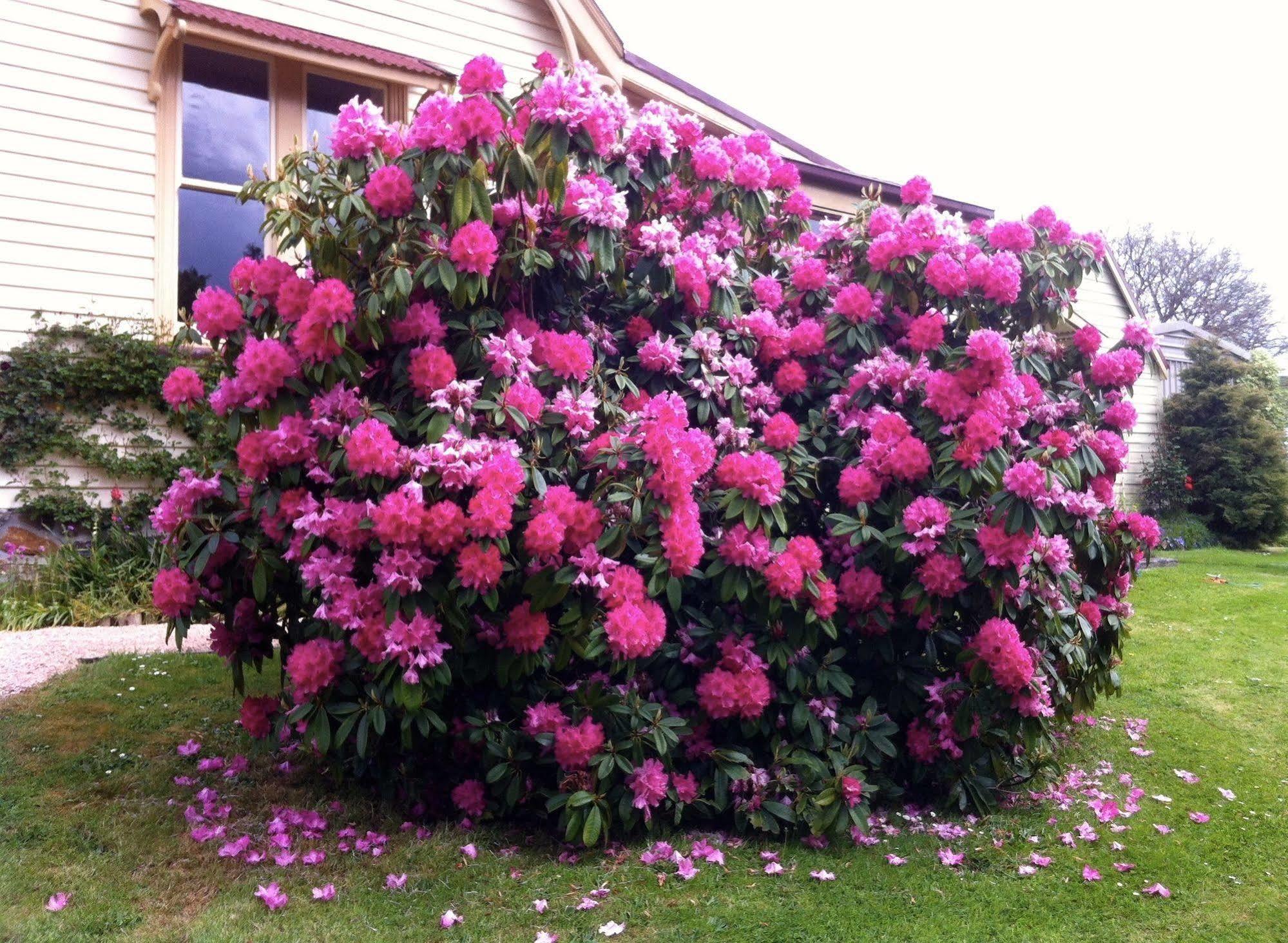 Bed and Breakfast Cambridge House Breakfast & Bed Geeveston Esterno foto